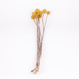 Craspedia XL, (billy buttons), Dried, Natural Yellow, Bunch x 10 stems