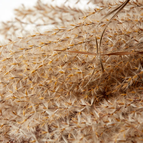 Reed Grass, Fluffy, Dried, Natural Pink