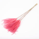 Reed Grass, Fluffy, Dried, Dyed Pink