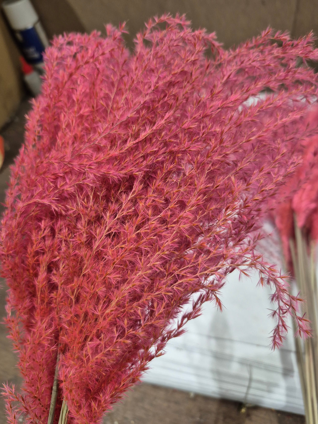 Reed Grass, Fluffy, Dried, Dyed Pink