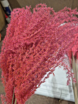Reed Grass, Fluffy, Dried, Dyed Pink
