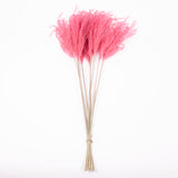 Reed Grass, Fluffy, Dried, Dyed Pink