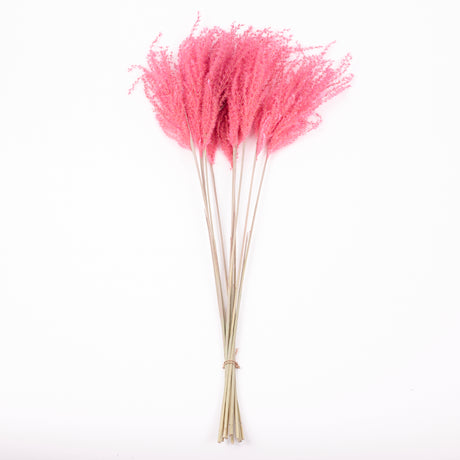 Reed Grass, Fluffy, Dried, Dyed Pink