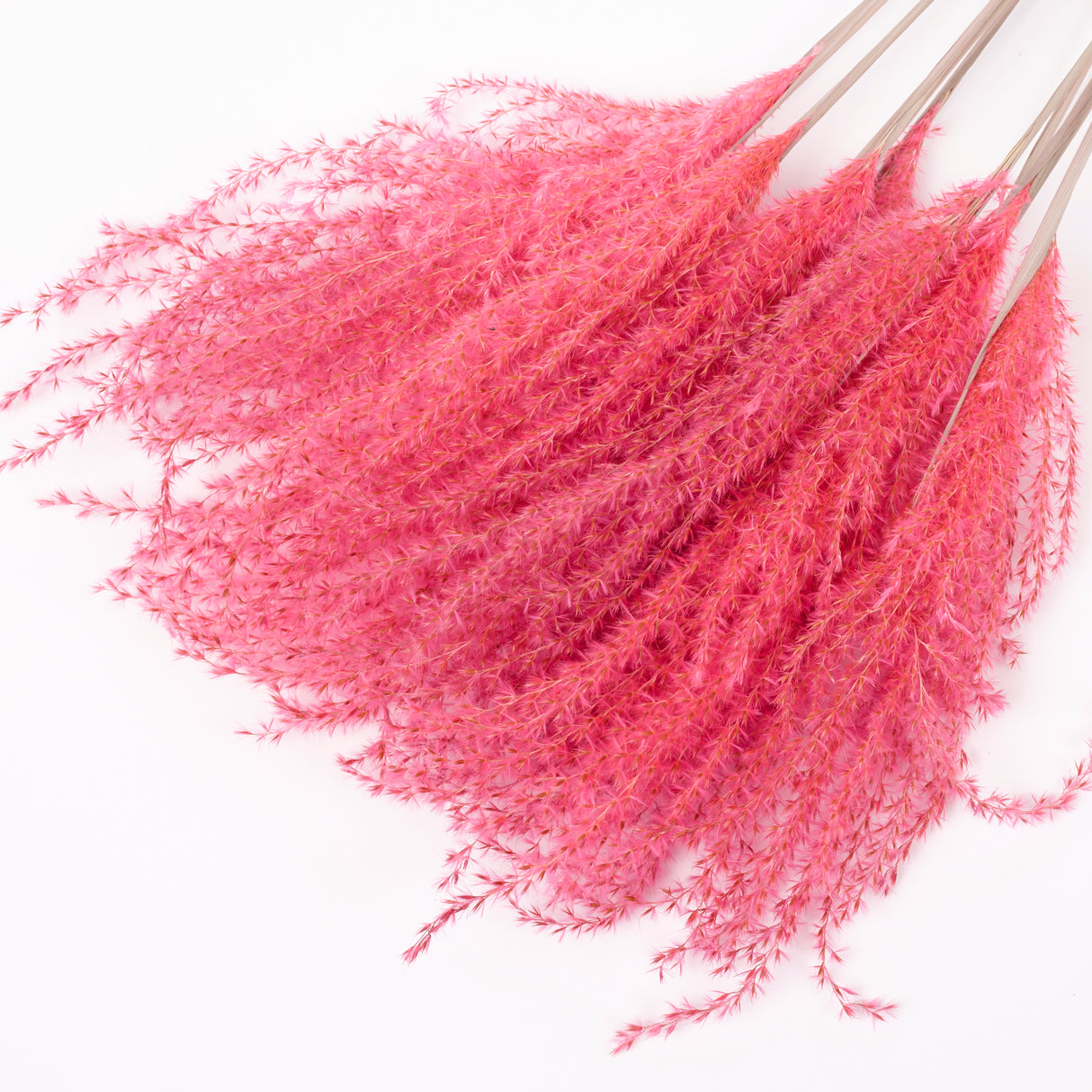 Reed Grass, Fluffy, Dried, Dyed Pink