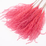 Reed Grass, Fluffy, Dried, Dyed Pink