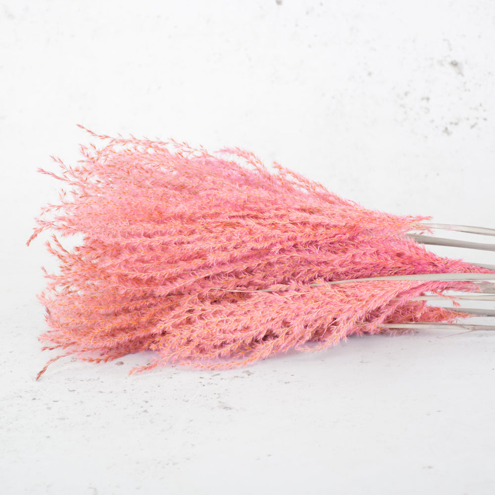 Reed Grass, Fluffy, Dried, Dyed Pink