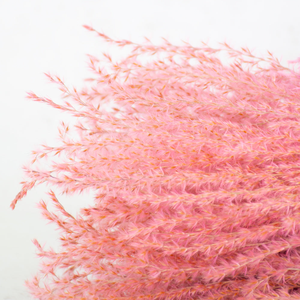 Reed Grass, Fluffy, Dried, Dyed Pink