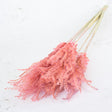 Reed Grass, Fluffy, Dried, Dyed Pink