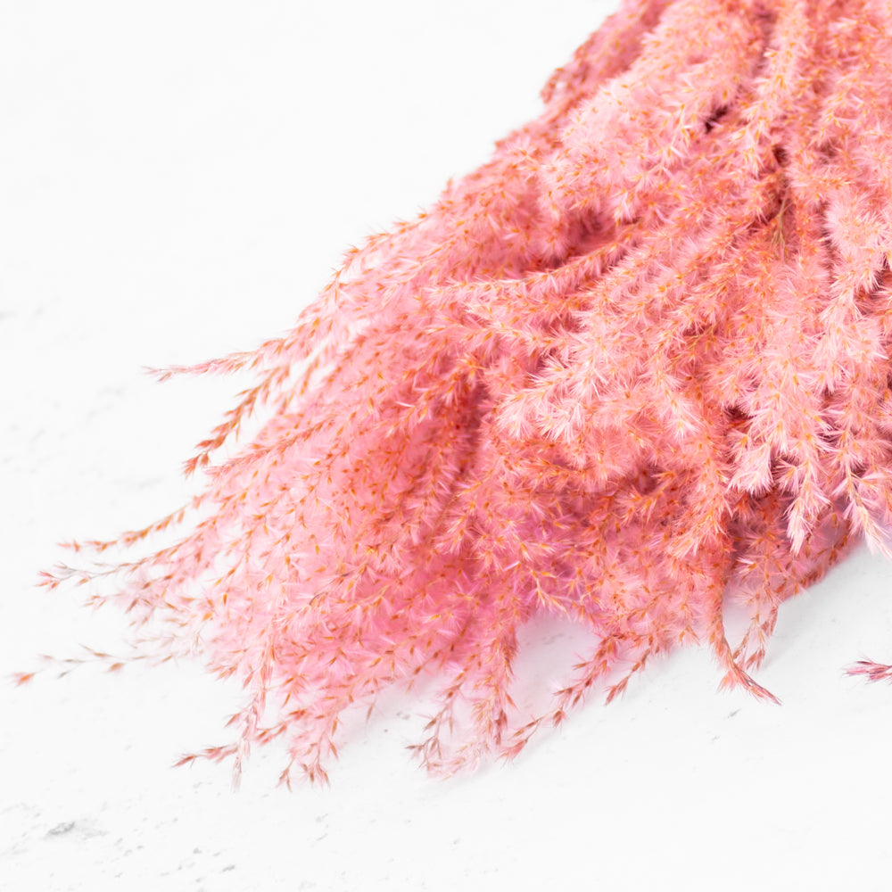 Reed Grass, Fluffy, Dried, Dyed Pink