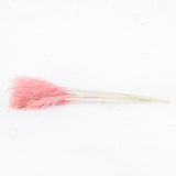 Reed Grass, Fluffy, Dried, Dyed Pink