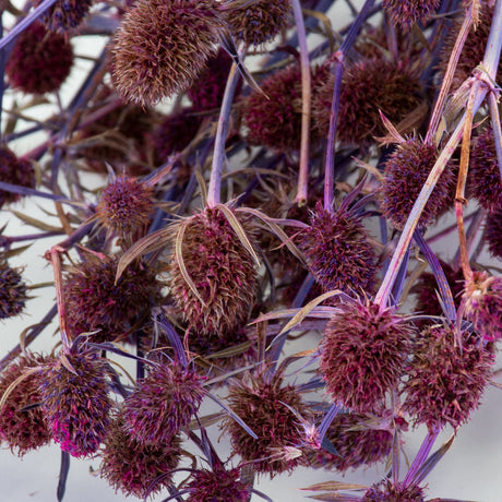 a bunch of purple-pink eryngium thistles against a white background