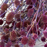 a bunch of purple-pink eryngium thistles against a white background