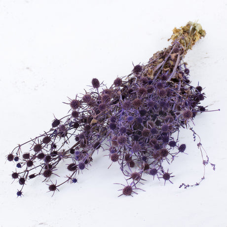 T00869C - Eryngium, Thistle, Purple