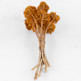 A close up of the base of the stems of a bunch of Achillea Parker in orange