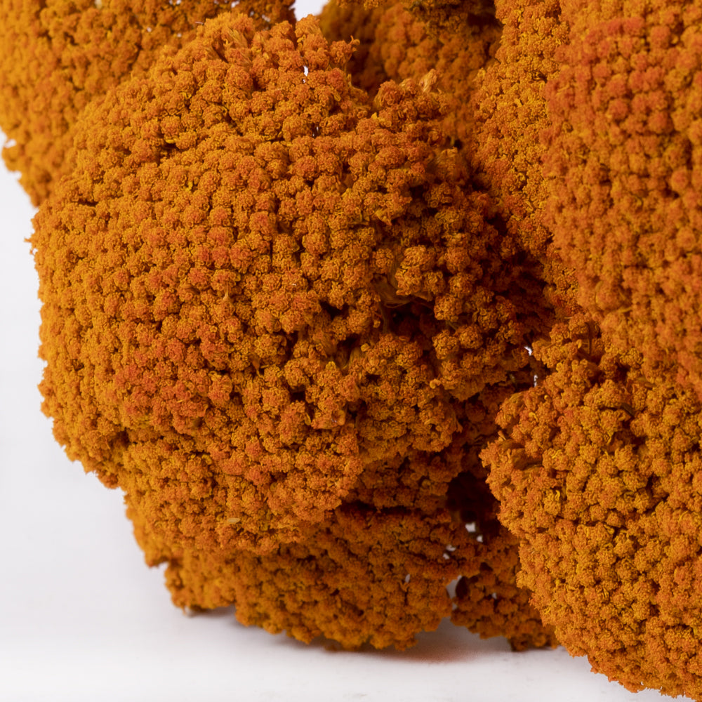 A close up of the flower heads of a bunch of Achillea Parker in orange