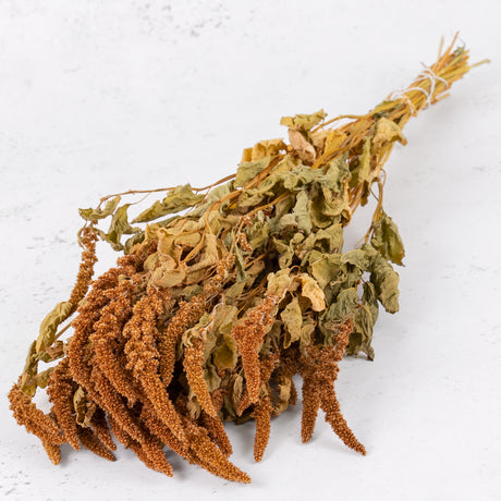 Amaranthus caudatus in natural reddish orange colour and sage green stems