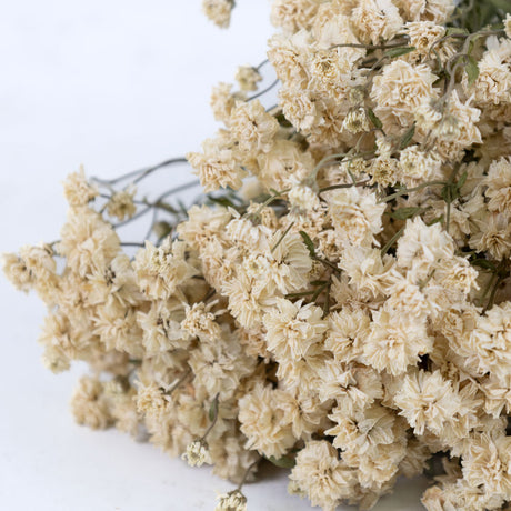 Achillea ptarmica, Natural White