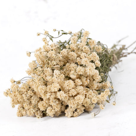 Achillea ptarmica, Natural White