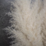 Pampas Grass, Extra Fluffy, Natural White, Bunch