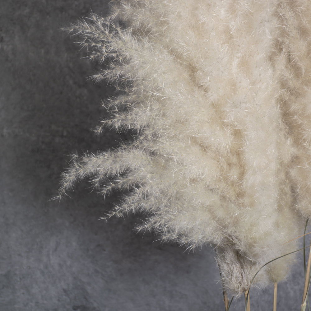 Pampas Grass, Extra Fluffy, Natural White, Bunch