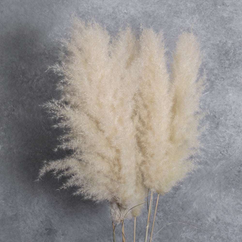 Pampas Grass, Extra Fluffy, Natural White, Bunch