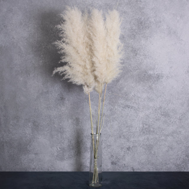 Pampas Grass, Extra Fluffy, Natural White, Bunch