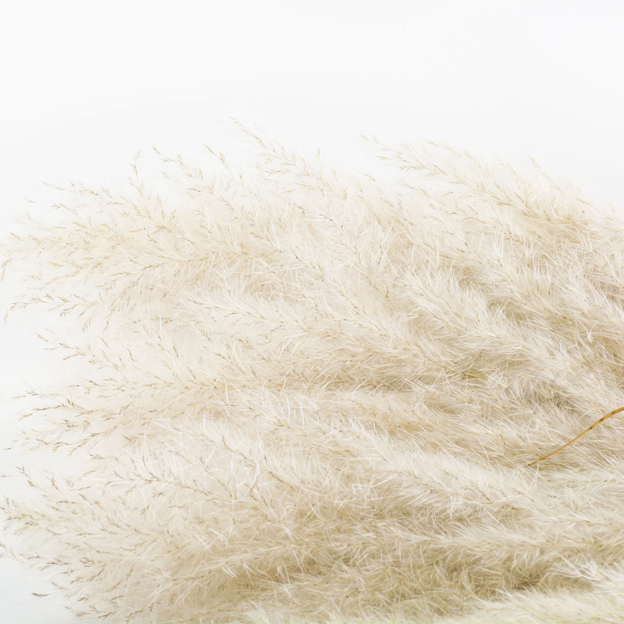 A close up of the plumes belonging to a bunch of fluffy, natural white pampas