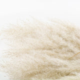 A close up of the plumes belonging to a bunch of fluffy, natural white pampas