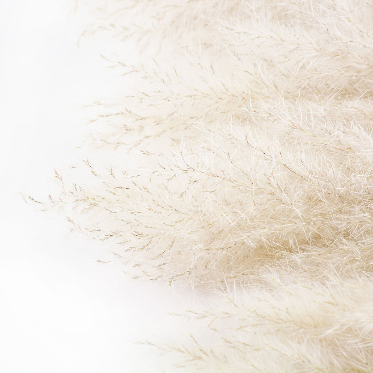 This image shows a bunch of natural white pampas extra against a white background