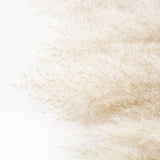 This image shows a bunch of natural white pampas extra against a white background