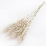 This image shows a bunch of natural white pampas extra against a white background