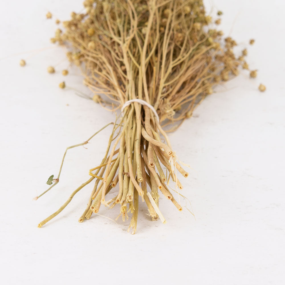 Linum, (flax), Natural