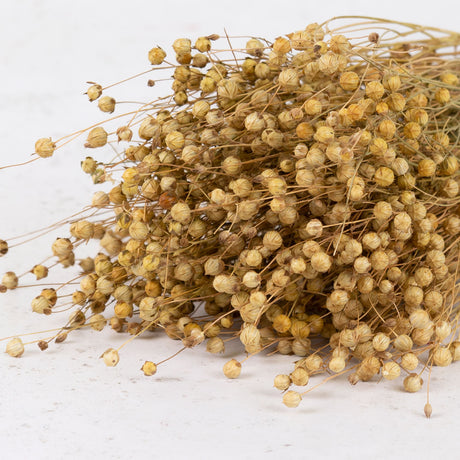 Linum, (flax), Natural