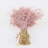 Linum (flax), Pink Misty