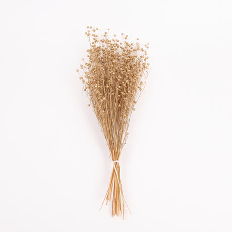Linum (flax), Dried, Gold