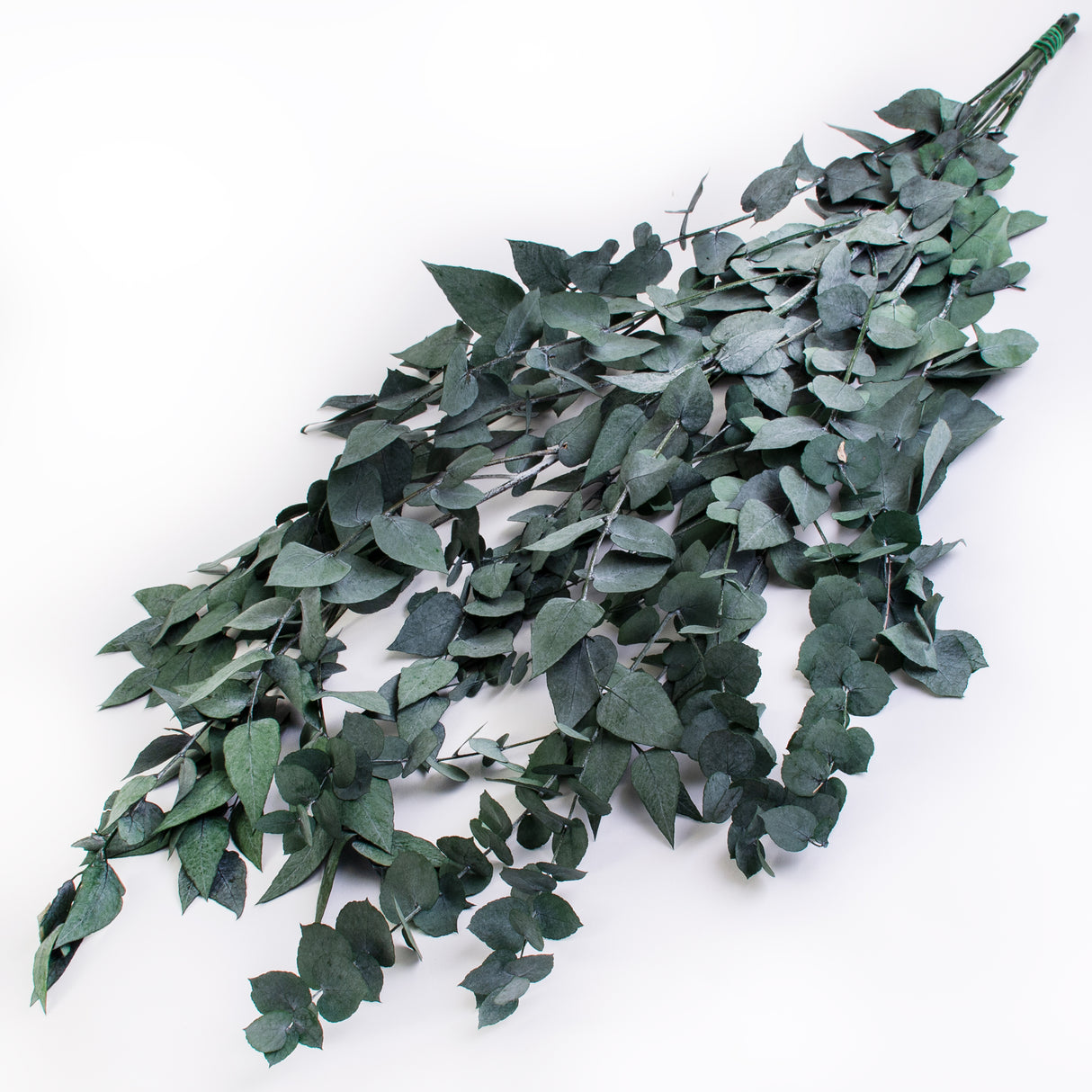 This image shows a bunch of green eucaluptus Stuartiana, against a white background
