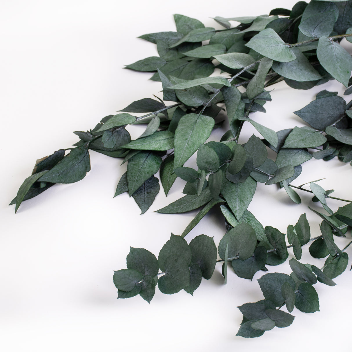 This image shows a bunch of green eucaluptus Stuartiana, against a white background