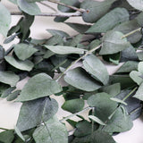 This image shows a bunch of green eucaluptus Stuartiana, against a white background
