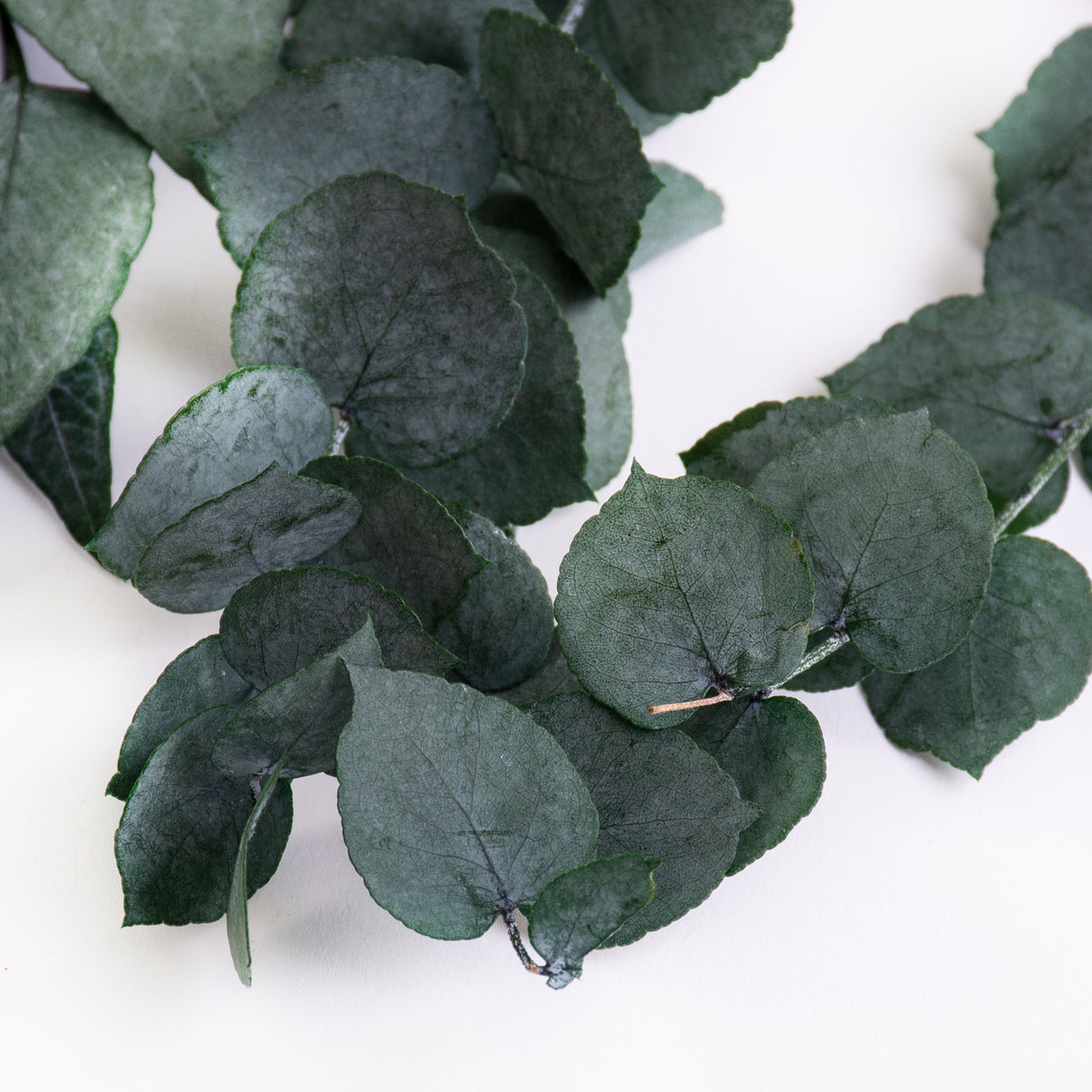 This image shows a bunch of green eucaluptus Stuartiana, against a white background