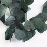 This image shows a bunch of green eucaluptus Stuartiana, against a white background