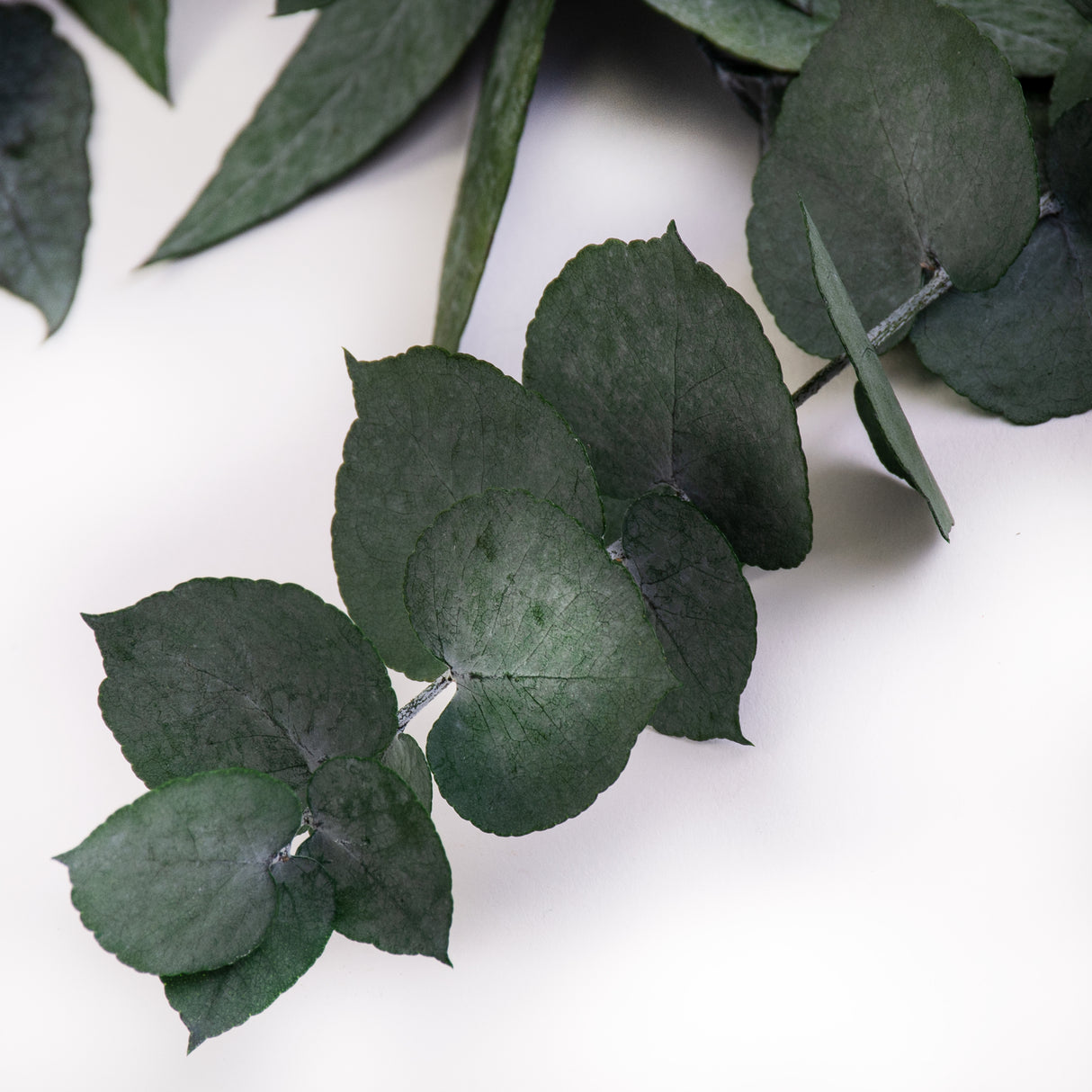 This image shows a bunch of green eucaluptus Stuartiana, against a white background