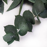 This image shows a bunch of green eucaluptus Stuartiana, against a white background