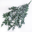This image shows a bunch of green eucaluptus Stuartiana, against a white background