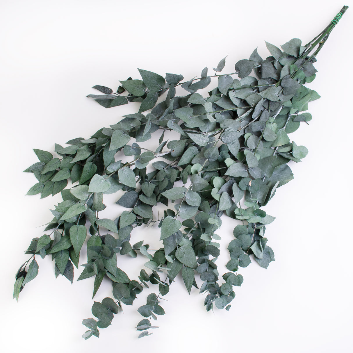 This image shows a bunch of green eucaluptus Stuartiana, against a white background