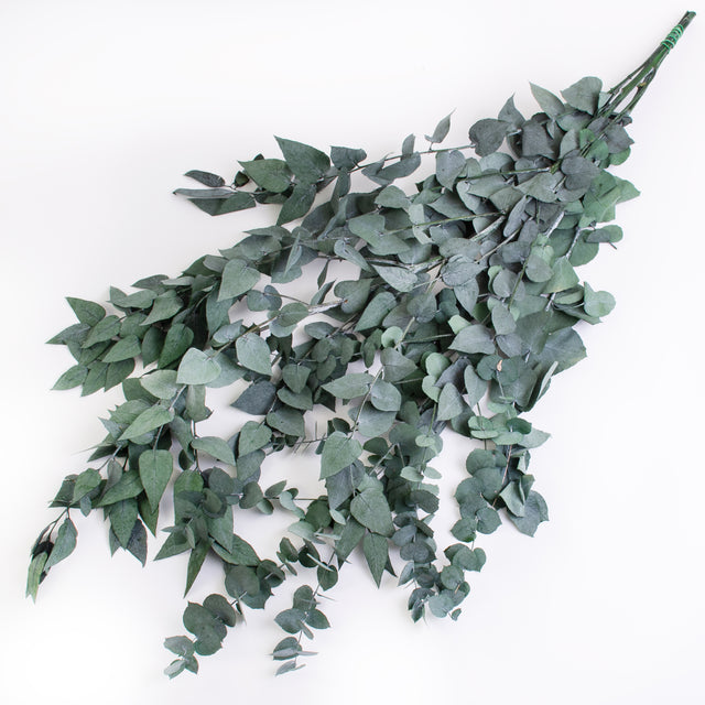 This image shows a bunch of green eucaluptus Stuartiana, against a white background