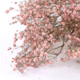 Gypsophila, Dried, Pink