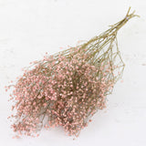 Gypsophila, Dried, Pink