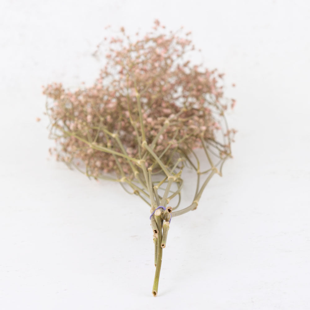 Gypsophila, Dried, Pink