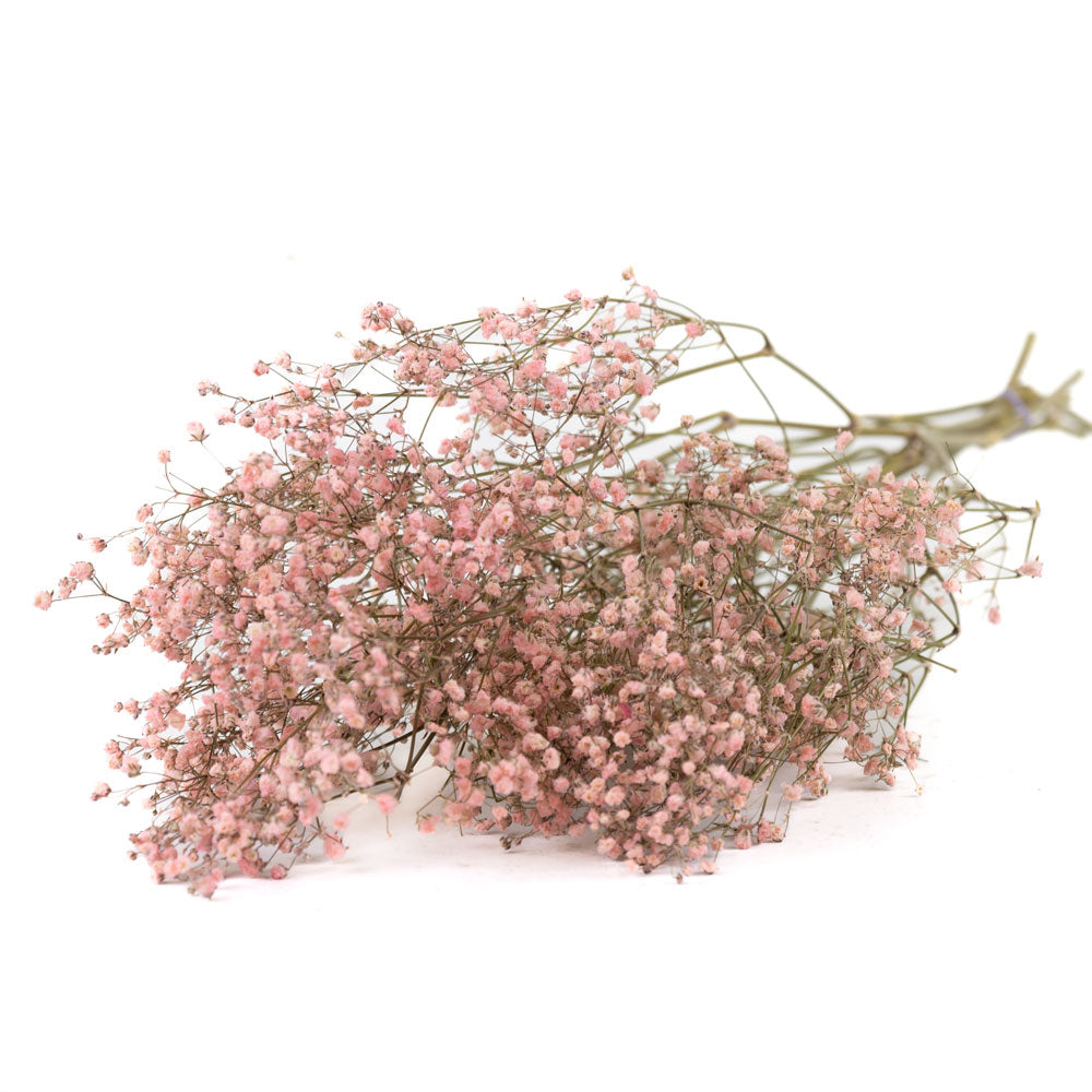 Gypsophila, Dried, Pink