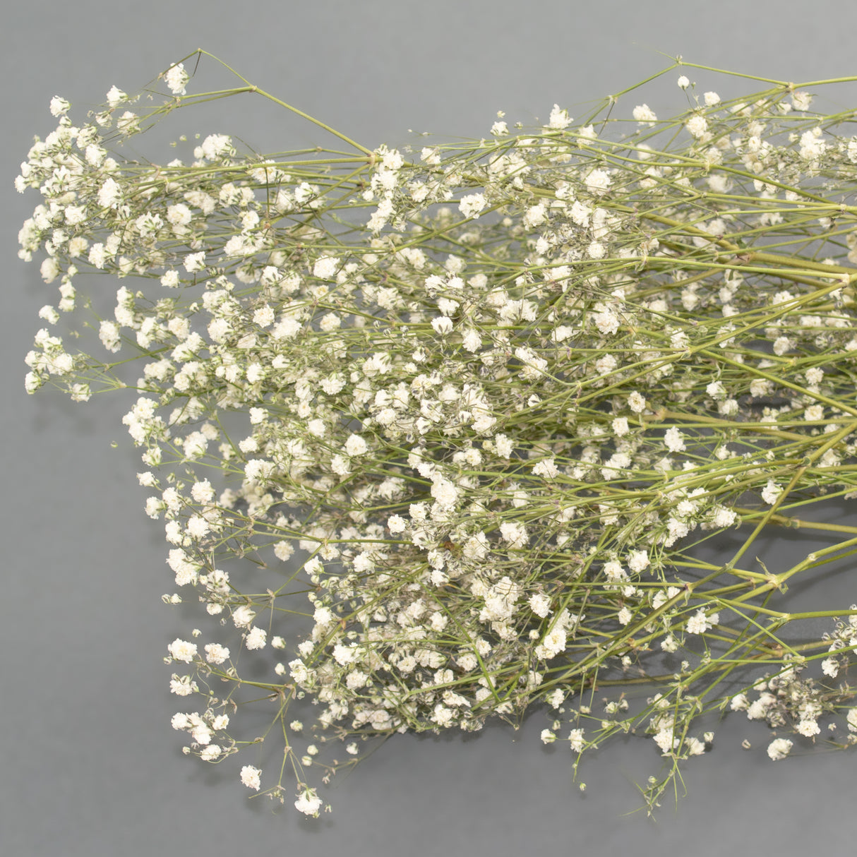This is an image of a bunch of preserved white gypsophila on a white background.